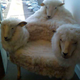 Imagen: Crap Taxidermy